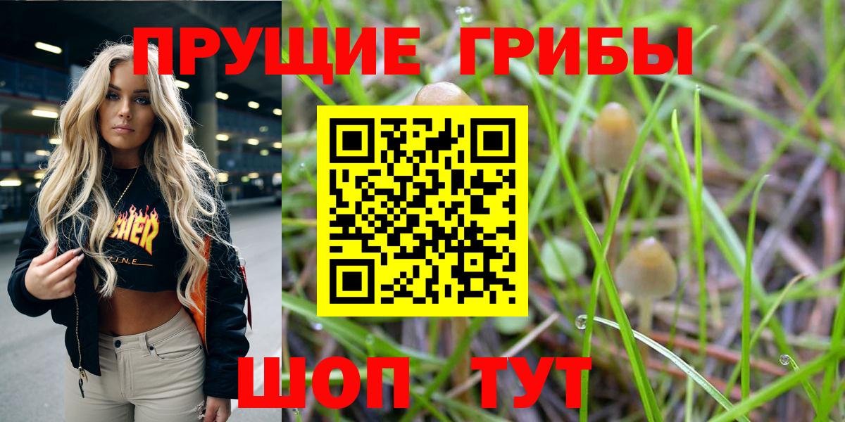 Псилоцибиновые грибы Cubensis Туапсе